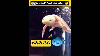 ప్రపంచంలోని వింత జీవరాశులు  unique creatures in the world   #viralshorts  #intrestingfacts