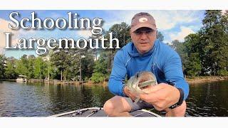 Schooling Bass at Lake Murray, SC during the blueback herring spawn    4-18-20. Bass fishing