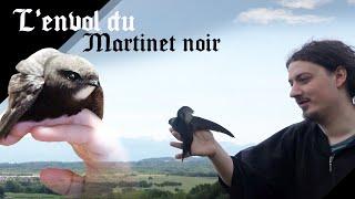 Sauvetage d'animaux, Martinet noir