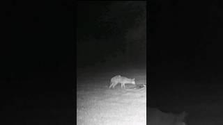 Sneaky coyote startles sleeping raccoon! #animals #wildlife #comedy