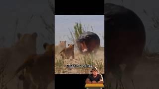 Lion vs Hippo, the most unexpected ending 