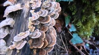 Coriolus versicolor, Trametes versicolor ,Polystictus versicolor, Turkey Tail, Yun Zhi, Kawaratake