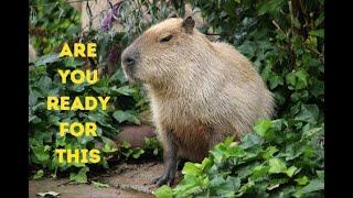 Do you have what it takes to own a pet Capybara?