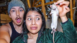 WE FOUND RATS IN OUR HOME!!!