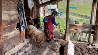 Çile Dolu Bir Yaşam I Fadime nine ve kızının yayla hayatı. I Belgesel Film.