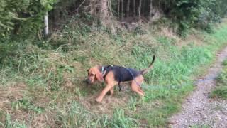 2016-09-24 K-9 Bruce & Mathias - 2nd Trail on leash