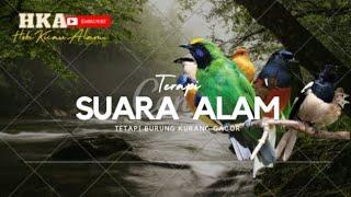 TERAPI BURUNG MANDENG BUNYI dengan suara burung di alam liar #kicaumania #gacor #muraibatu