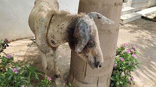 Agitated by hundreds of flies, wounded donkey rescued…