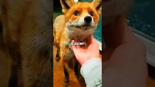 "How Arctic Foxes Change Colors!"#short  #facts