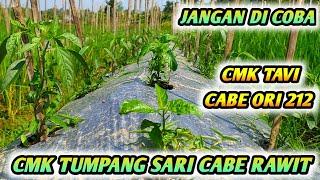 JANGAN DI COBA ! TUMPANG SARI CMK DENGAN CABE RAWIT - CMK TAVI TUMPANG SARI CABE ORI 212