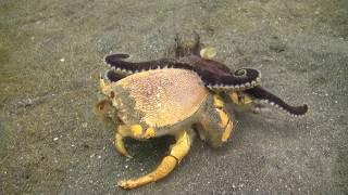 Octopus fighting crab