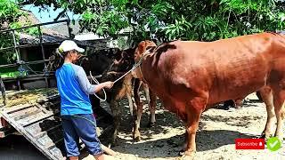 cows mating on the farm // cows boy service //  #cow #animals #bull