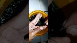 CARA PASANG UMPAN LUMUT TEKNIK PELINTIR | FISHING KNOT TUTORIAL