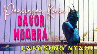 PANCINGAN KONIN GACOR NGOBRA | PANCINGAN KONIN AGAR BUNYI GACOR