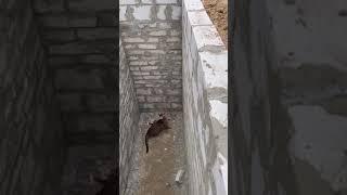 Cat makes an impressive jump to get out of a hole!