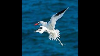 red-billed tropicbird / awosome acrobatics and manauver