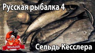 Русская рыбалка 4. Сельдь Кесслера.