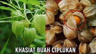 Inilah 9 Manfaat buah Ciplukan untuk kesehatan