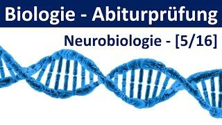 Biologie Abiturprüfung - Neurobiologie - Tipps und Aufgabentypen [Abitur Biologie, 5/16]