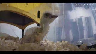 Hank's Backyard Live Stream - Emu Number One has Hatched!