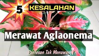 5 Kesalahan Merawat Aglaonema yang Perlu Anda Hindari Agar Tumbuh Subur dan Menawan