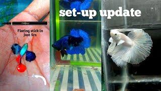 betta flaring stick in 5rs/#applesnails#hyderabad/betta bottling#whitebettas/#allinteresting#hindi