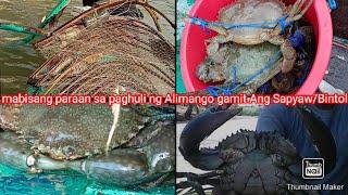 Catching Crabs using  Sapyaw/Bintol in 1 to 2 hours Ang Lalaki ng Alimango nahuli namin!!!