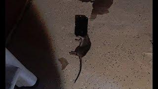 Sewer rats create nightmare for St. Paul homeowner