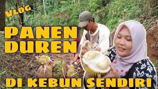 PANEN DUREN DI KEBUN SENDIRI BARENG KELUARGA Di Bruno Purworejo | Sigit Setya dan Rini #sigitsb