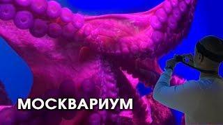 Москвариум. Обзор Московского океанариума. The biggest aquarium in Moscow.