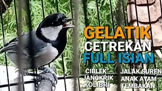 Gelatik Batu Gacor - Glatik Full Isian