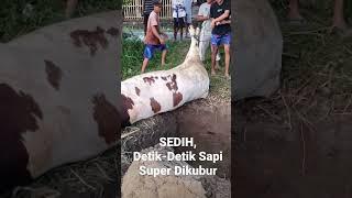 Detik-Detik Sapi Super dikubur. Dampak PMK #trending #trendingshorts #cow ternak sapi