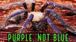 Keeping a Singapore Blue Tarantula (Omothymus / Lampropelma violaceopes)