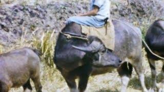 Las Piñas & Countryside - The Phillipines - Late 1950's - 8mm