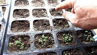 4 Ways 2 Manage Mold & Fungi - Sun, Dry, Cinnamon, Peppermint Oil: Starting Vegetable Seeds Indoors