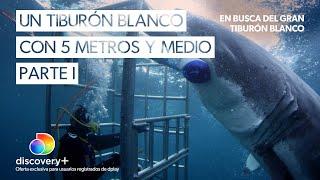 Este podría ser el tiburon blanco más grande del mundo | Parte I | En busca del gran tiburón blanco