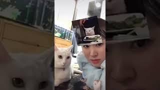 Funny Cat VS. TikTok Filter! #Shorts