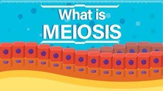 What is Meiosis? | Animated Explanation