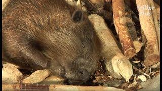 Beaver Gets House Coma | Kritter Klub