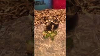 4-month-old baby Greek Tortoise Healthy Mukbang  🫑️