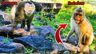 ___________Amazing monkey Libby runs to protect her daughter (Rainbow) from Barnum