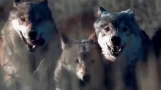 Blue Buffalo Wilderness Dog Food | Wolf Pack