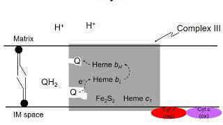 Oxidative phosphorylation 3 - Complex III and the Q cycle