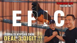 [ Murai Batu EPIC ] Juara di Kopdar SMM !! Sold Out Harganya 3 Digit