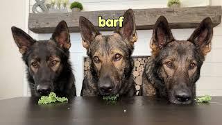 My 3 German Shepherds Review Different Foods (Pt 7)