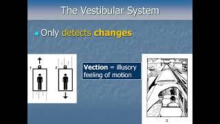 Sensation and Perception - Body and Balance Pt2 - The Vestibular System