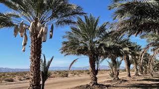 Date Palm Production in  Coachella Valley in Southern California