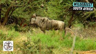 Hunting 'Poor's Man Cape Buffalo' in South Africa