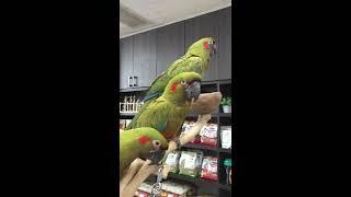 Parrot Stars - Red Fronted Macaw