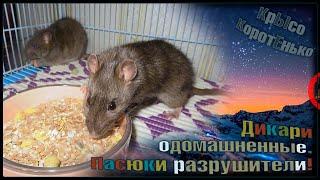 Содержание диких крыс дома, или пасюки разрушители!  Мыша и Муша.  (Wild Rats|Дикие Крысы) 